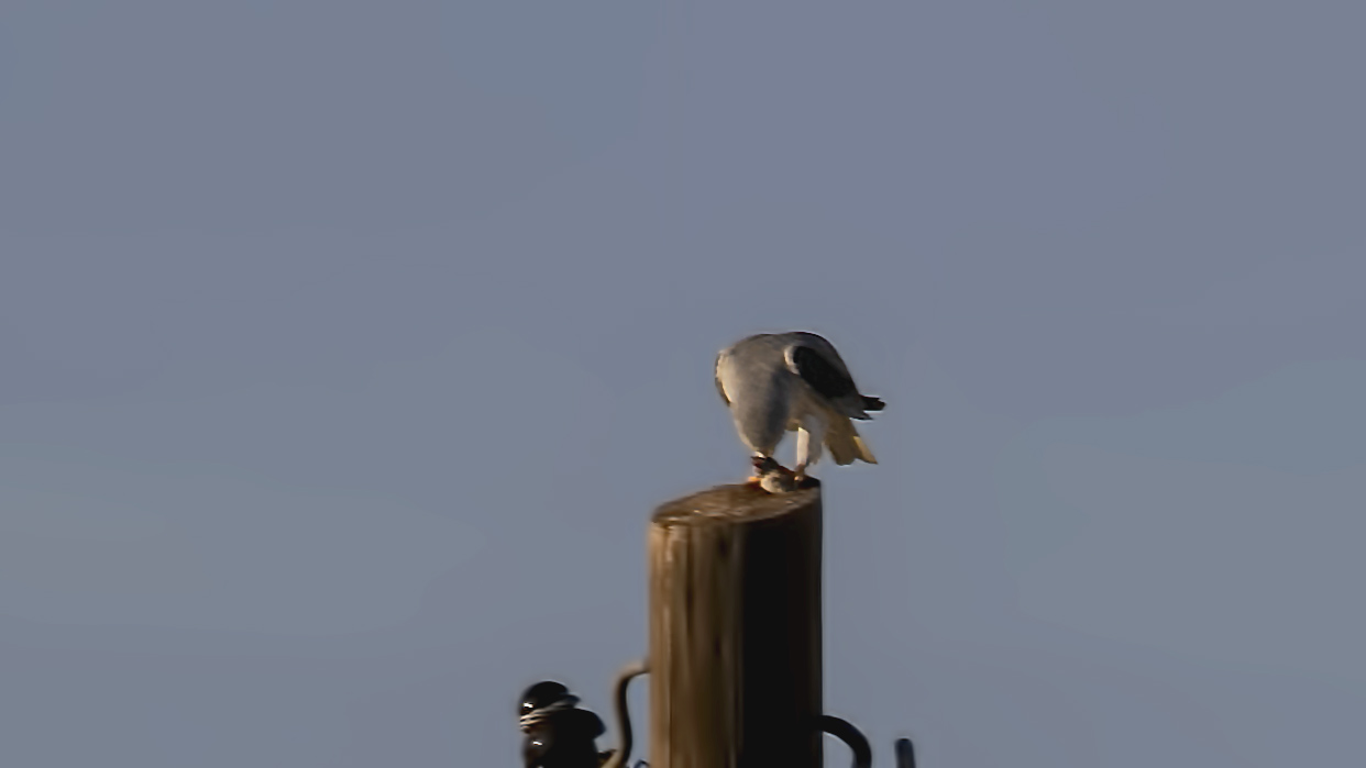 Black-winged Kite